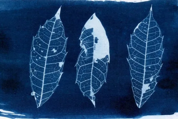 Curso de cianotipia en Valencia, Alboraya Benimaclet